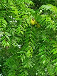 Image result for Juglans