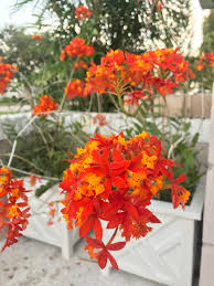 Gorgeous flowers that bloom year round. One Of My Favorite Orchids They Bloom Nearly Year Round In Fl Orchids