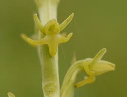 Image result for Habenaria peristyloides