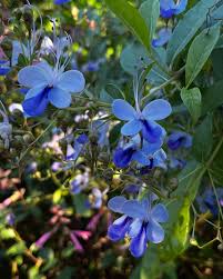 Image result for Rotheca myricoides