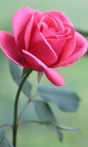1920x1200 flower flowers roses pink rose flower background wallpaper widescreen full screen widescreen hd wallpapers background wallpaper. Wallpaper Of Rose Posted By Christopher Peltier