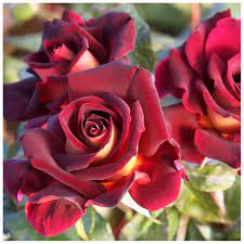 153,964 likes · 2,130 talking about this. Shrub Rose Bush Eddy Mitchell La Jardinerie Del Valles Your Online Gardening Upholstery And Horticulture Store