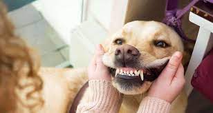 Dog Teeth Cleaning How To Clean Dogs Teeth Petstock Blog