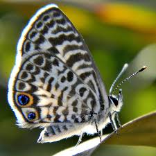 Black And White Striped Butterfly With Long Tail Cassius Blue Leptotes Cassius Kanatlar Kelebekler