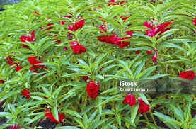 Image result for Impatiens balsamina