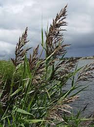 Image result for Loudetia phragmitoides