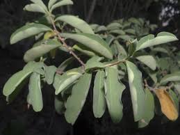Image result for Erythroxylaceae