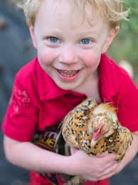 Has anyone had a hen who prolapsed and actually survived to live a healthy  life, without reoccurrence?