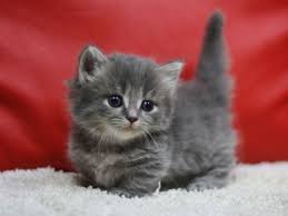 0657a428 Kittens Cutest Munchkin Cat Cute Baby Cats
