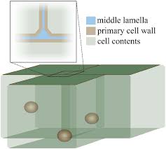 Middle lamella plant cell wall diagram. Frontiers How To Let Go Pectin And Plant Cell Adhesion Plant Science