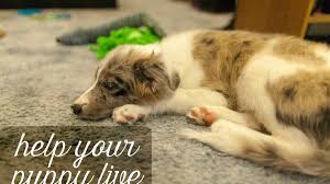 After eating take to potty spot. How To Save A Puppy With Parvovirus Pethelpful