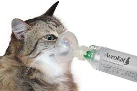 Flovent is used to prevent asthma attacks in cats and bronchitis in dogs. Best Cat Inhalers For Asthma In 2021 Ultimate Comparison Technomeow