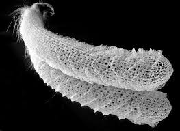 The Venus Flower Basket Euplectella Aspergillum Is A Type Of Sponge That Engineers Its Own Fibre Glass Tube Types Of Sponges Natural Wonders Natural Models
