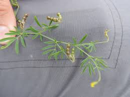 Image result for Antopetitia abyssinica