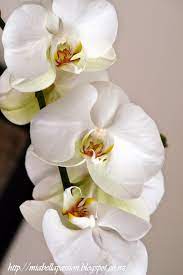 How To Plant A Phalaenopsis Moth Orchid Bowl Moth Orchid Orchid Bowl Orchids