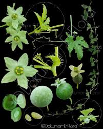 Image result for Ctenolepis cerasiformis