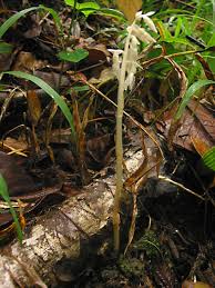 Image result for Epipogium roseum