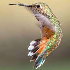 cheezburger image 9097399040 hummingbirds photography bird photography bird photo