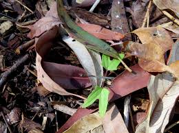 Image result for Ipomoea plebeia