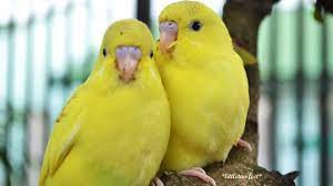 Modern Yellow Desktop Backgrounds Hd Best Wallpaper Hd Free Live Wallpapers Bird Wallpaper Best Wallpaper Hd