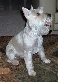 See more ideas about schnauzer puppy, schnauzer, miniature schnauzer. Miniature Schnauzer Dog Breed Information And Pictures