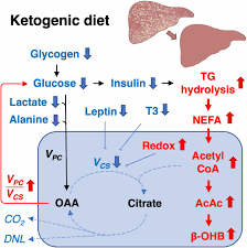 It could be an effective tool for the keto diet and autoimmunity. Effect Of A Ketogenic Diet On Hepatic Steatosis And Hepatic Mitochondrial Metabolism In Nonalcoholic Fatty Liver Disease Pnas