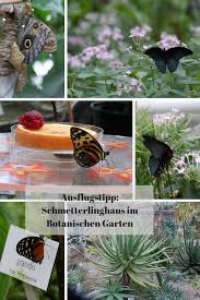 Das Schmetterlingshaus Im Botanischen Garten In Munchen Botanischer Garten Ausflug Schmetterlingshaus