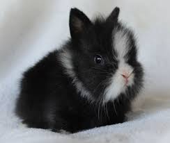 Pin By Itsamaditf On Cute Animals Cute Baby Bunnies Lionhead Bunny Rabbit