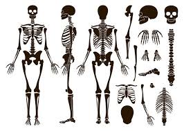 Because humans stand upright, the hole is more centrally located underneath the skull. Free Vector Human Skeleton Back