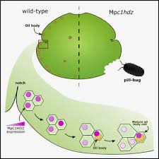 Here in new mexico, home and business owners alike are used to dealing with pest problems throughout the year. Oil Body Formation In Marchantia Polymorpha Is Controlled By Mpc1hdz And Serves As A Defense Against Arthropod Herbivores Sciencedirect