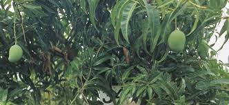 Tropical june plum ambarella tree (spondias dulcis). Tropical Fruit For Cool Areas Agriculture And Food
