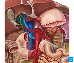 Which blood vessel in the human body carries most impure blood after few hours of meal. the answer is given as renal artery. Liver Blood Supply Innervation And Anatomy Kenhub