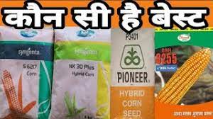 Siliporite® nk 10 ap for pharmaceutical. Pioneer 3355 Maize Seed Pioneer Seed Corn Price Per Bag