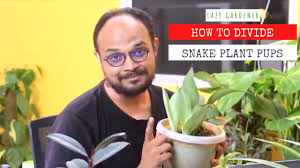The most common snake plant pup material is ceramic. How To Divide Re Pot Snake Plant Pups Separating Snake Plant Lazy Gardener Youtube