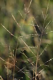 Image result for Sporobolus stapfianus