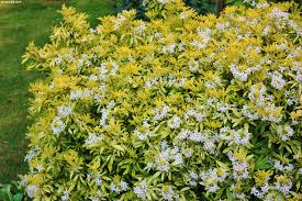 Choisya ternata or mexican orange blossom, as the name suggests, originated from mexico. Choisya Limo Goldfingers Havlis Cz