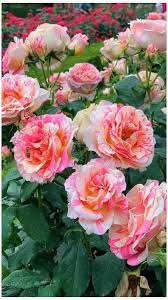 Chinese Rose Flower Rose Flower Nature Roseflowernature Beautiful Rose Flowers Love Rose Flower Rose Flower Wallpaper