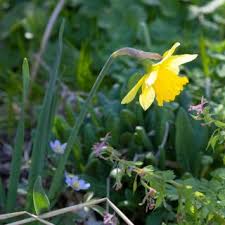 Narcissus Narcisser I Min Tradgard 4 Seasons By Carna