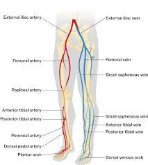 The videos are done by dr. Blood Vessels Of The Lower Limbs Course Hero