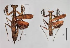 Check spelling or type a new query. Three New Praying Mantises From Panay Island Philippines Insecta Mantodea