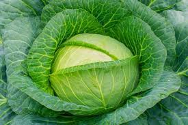 Image result for Brassica