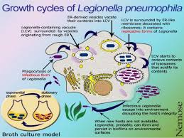 Where do the legionella bacteria come from? Legionella Pneumophila