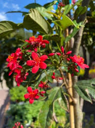 Image result for Jatropha scaposa