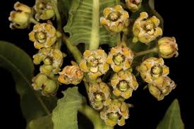 Image result for Xysmalobium holubii