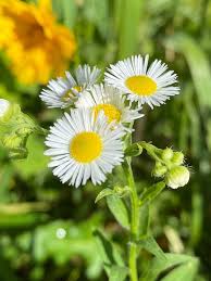 Image result for Erianthemum taborense