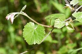 Image result for Vitis sp.