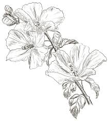 You can now print this beautiful hibiscus flower coloring page or color online for free. Hibiscus Flower 8 Coloring Page Free Printable Coloring Pages For Kids