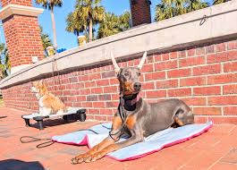 Nauczanie psów radzenia sobie z nudą