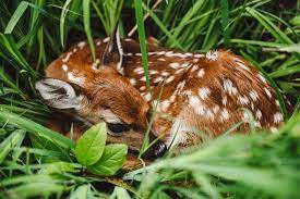 A doe goes into estrus in the fall, which means whitetail deer fawns are normally born sometime between late april and early july. When Do Deer Give Birth Reproductive Cycle Of Deer World Deer