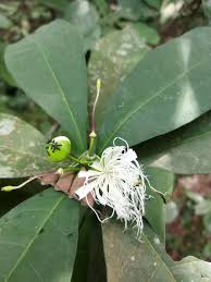 Image result for Ritchiea